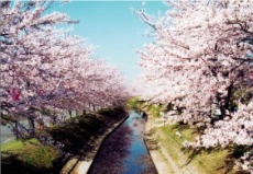 相ノ川の桜並木の写真