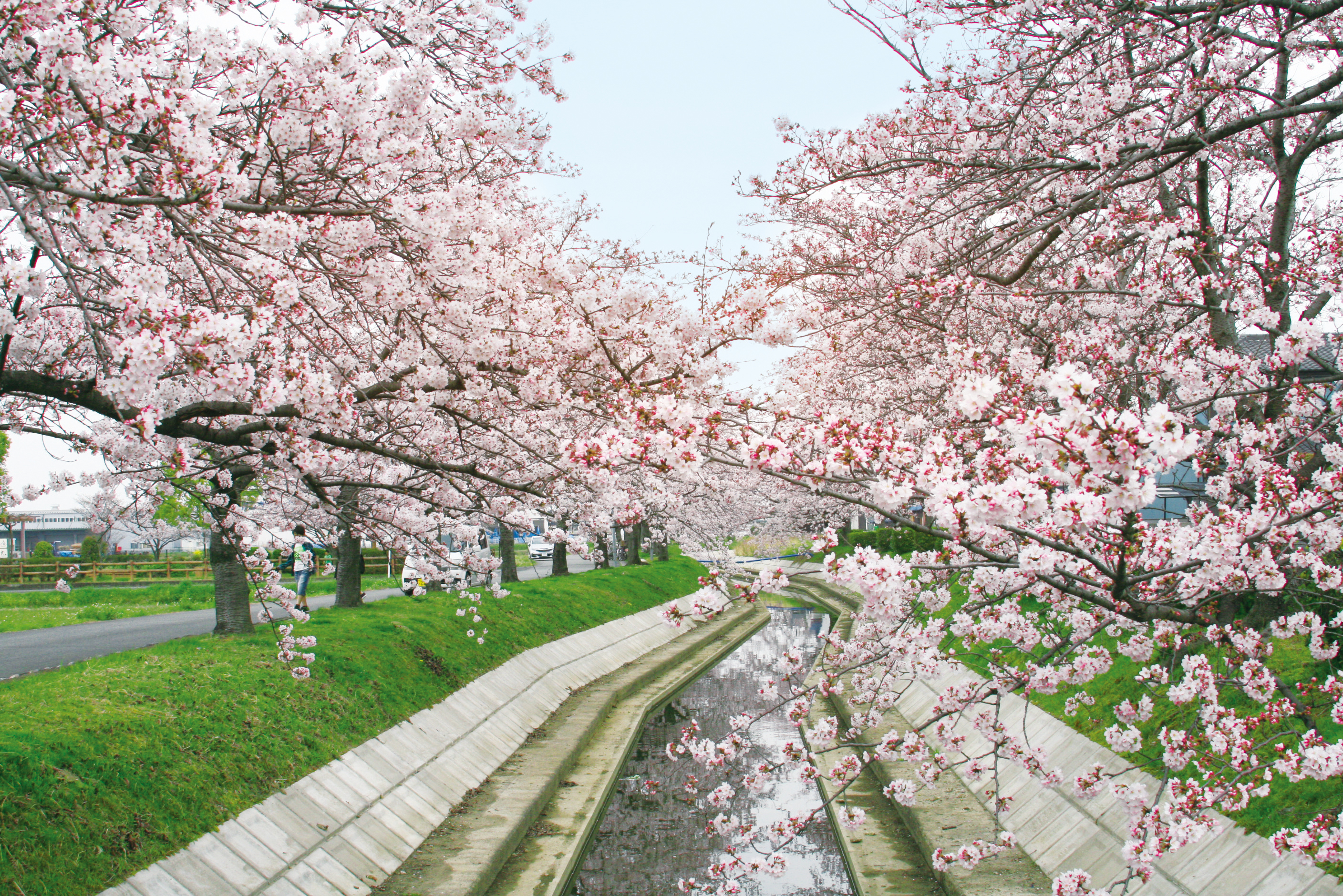 相ノ川の桜並木