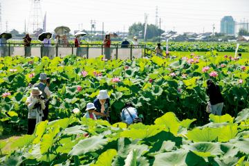 蓮見の会の様子