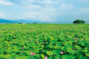 蓮田の風景