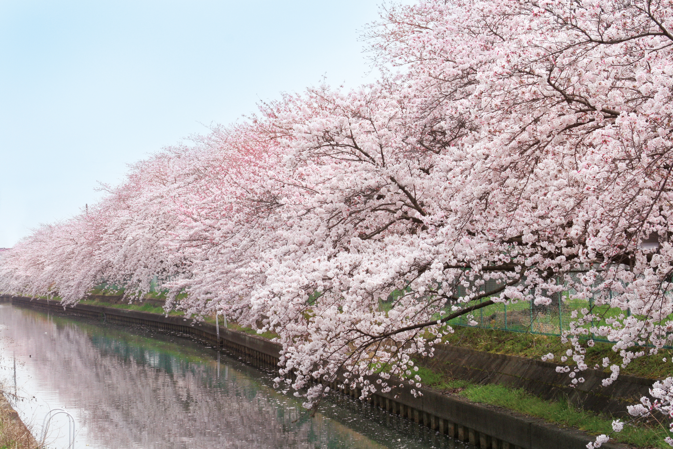 桜並木の様子